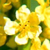 Agrimony