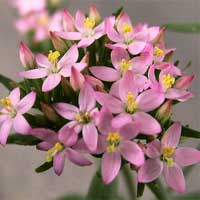 Centaury