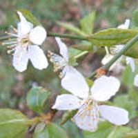 Cherry Plum