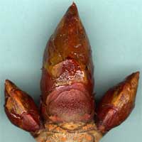 Chestnut Bud