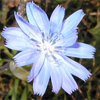 Chicory
