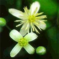 Clematis