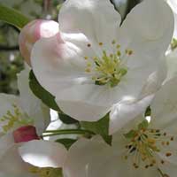 Crab Apple