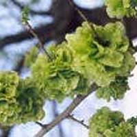 Elm