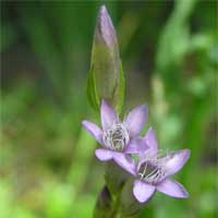 Gentian