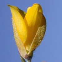 Gorse