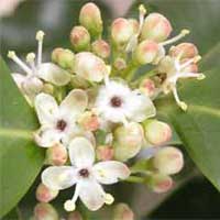Holly
