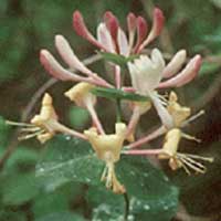 Honeysuckle