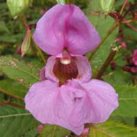 Impatiens