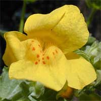 Mimulus