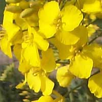 Mustard