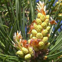 Pine