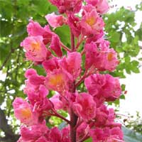 Red Chestnut