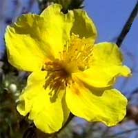 Rock Rose