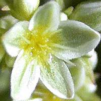 Scleranthus
