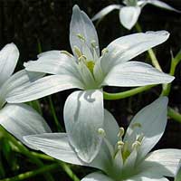 Star of Bethlehem