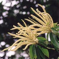 Sweet Chestnut