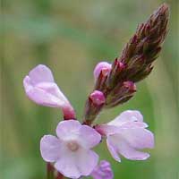 Vervain