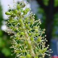 Vine