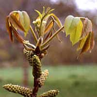 Walnut