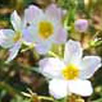 Water Violet