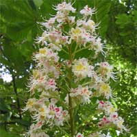 White Chestnut