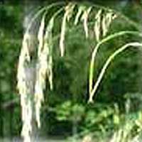 Wild Oat