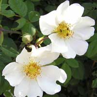 Wild Rose