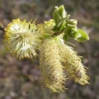 Willow